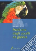 Conzo Gino
