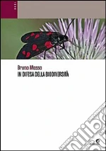 Massa Bruno