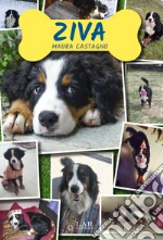 Castagno Maura