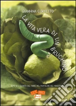 Corvetto Giannina