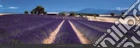 Lavander Provence, France Lavander Provence, France