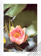 Pink Nymphaea, 2000 Pink Nymphaea, 2000