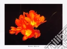 Orange Clivis, 2000 Orange Clivis, 2000
