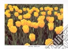 Field of Yellow Tulips, 2000 Field of Yellow Tulips, 2000