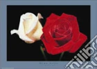 RED AND WHITE ROSES RED AND WHITE ROSES