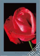 RED ROSE RED ROSE
