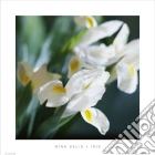 Iris Iris