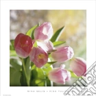 Pink tulips Pink tulips