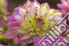 Peony Press (COR)