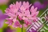 Peony Press (COR)