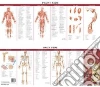 Anatomical Chart Company (COR)