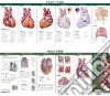 Anatomical Chart Company (COR)