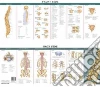 Anatomical Chart Company (COR)