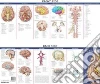 Anatomical Chart Company (COR)