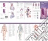 Anatomical Chart Company (COR)