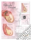 Anatomical Chart Company (EDT)