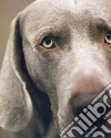 William Wegman