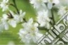 Peony Press (COR)