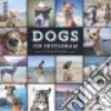 @dogsofinstagram (COR)