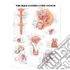 Anatomical Chart Company (EDT)