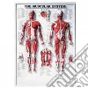Anatomical Chart Company