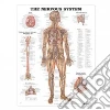 Anatomical Chart Company (COR), Bachin Peter (ILT)
