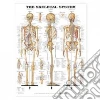 Anatomical Chart Company (COR)