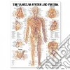 Anatomical Chart Company (EDT)
