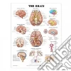 Anatomical Chart Co. (COR)