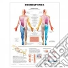 Anatomical Chart Company (COR)