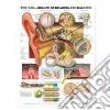 Anatomical Chart Company (COR)