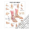 Anatomical Chart Company