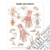 Anatomical Chart Company (EDT)