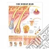 Anatomical Chart Company (COR)