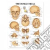 Anatomical Chart Company (EDT)