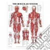 Anatomical Chart Company