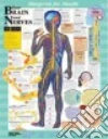 Anatomical Chart Co. (COR), Sweeney Kate (ILT)