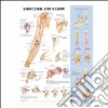 Anatomical Chart Company (EDT)