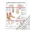 Anatomical Chart Company (EDT)