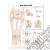 Anatomical Chart Company (COR), Scheuerman Dawn (ILT)